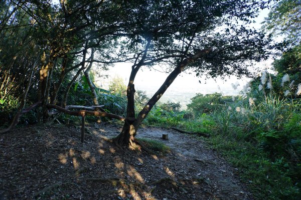 桃園 龍潭 太平山、清水坑山、石門山、小粗坑山、大竹坑山2977108