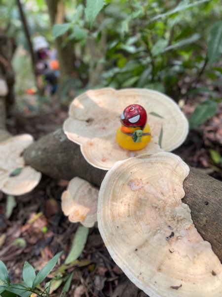 銀河洞越嶺貓空-新高麗坑山-銀獅縱走-猴山岳群峰+三條魚縱走3033530