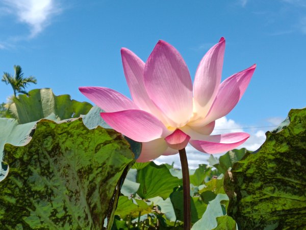 雙溪區中坑東山去回+林厝前荷花2877639