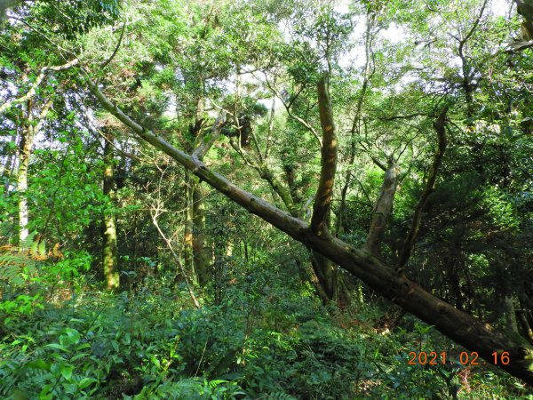 新北 烏來 美鹿山、高腰山、拔刀爾山1273979