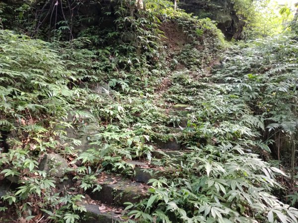 汐止區茄苳越嶺古道+上鹿窟崙山+九層坪山+四分尾山+大尖山8字走2981544