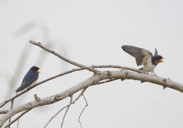 2016年, 九年前, 5, 6月份, 華江雁鴨自然公園2807725