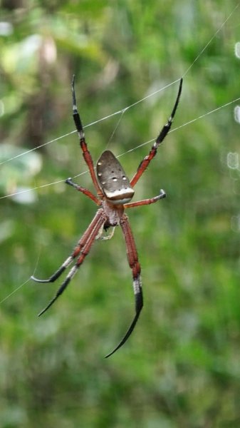 微笑山線大棟山系2838339