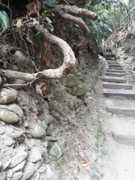 雲林林內龍過脈森林步道20190323550592