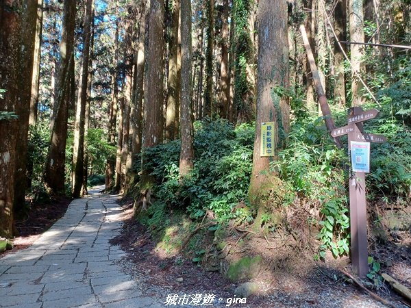 【嘉義。阿里山鄉】小百岳集起來。 編號60小百岳-奮起湖大凍山步道1579180