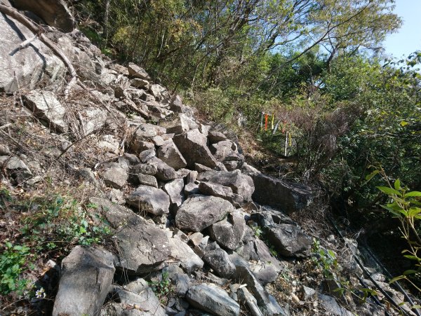 屋我尾山(麗陽線)821159