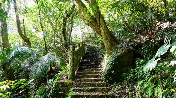 平菁街櫻花2697251