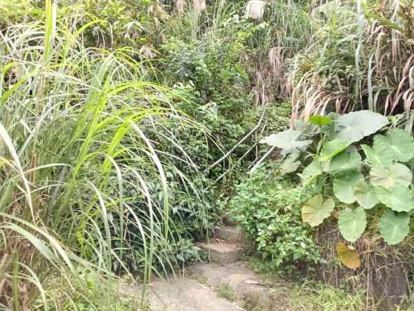 基隆市三角洲嶺北峰+獅球嶺+獅球嶺北峰+西砲台山+紅龍山+蚵殼港山+碉堡峰3018836