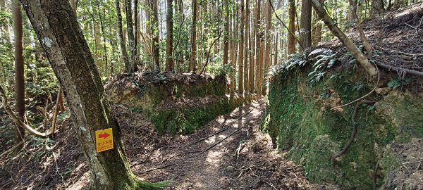 2026/03/18 加里山+大坪山 O型3020014