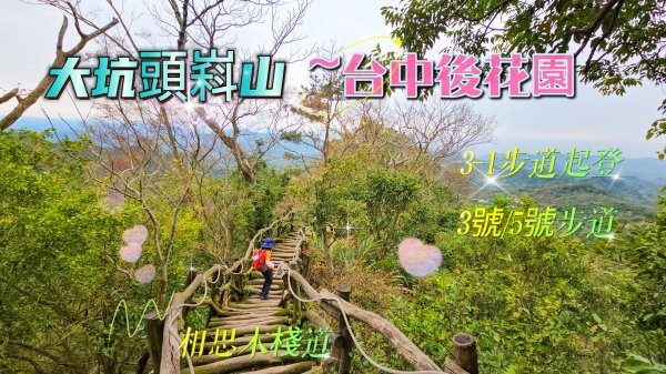【頭嵙山】#小百岳41~3-1號步道起登銜接3號/5號步道~相思木棧道雲霧環繞登頂。