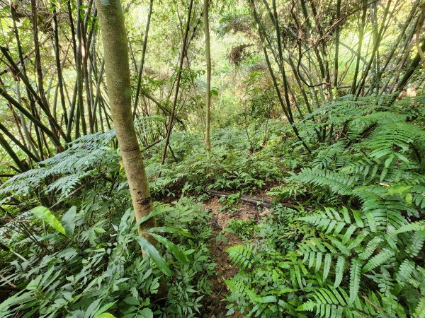 20251214石牛山柑坪山新柑坪山牛背岩2972758