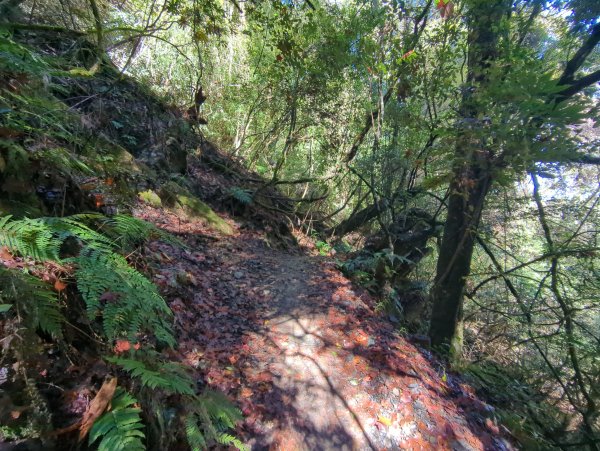 2026.01.03－鎮西堡B區神木群2981140