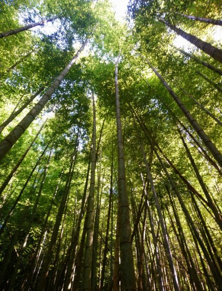 鳶嘴西稜O走（大崠山、長壽山、鳶嘴山）1073390