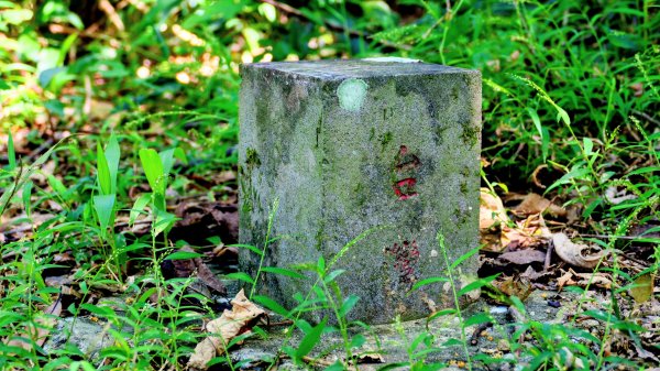 黃櫸皮寮山2898297