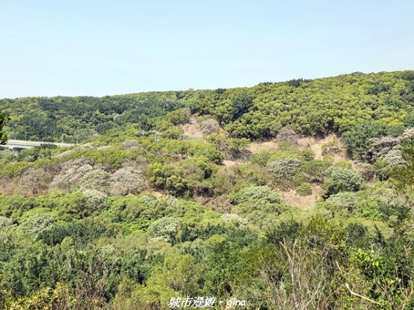 【台中大肚】大肚萬里長城登山步道3023846