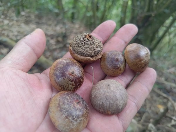 盆貿里山三盆連走2749557