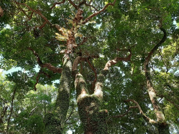 小百岳 No.19鳶山 6.基隆山1122542