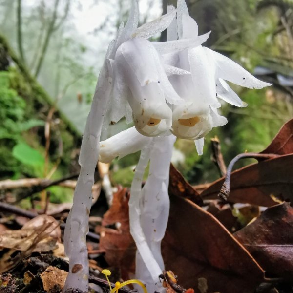 水社大山水晶蘭大爆發881627