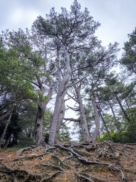 2026-05-23 小雪山防火巷、拾丸山南峰3062349