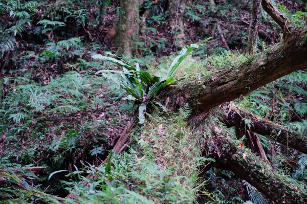 新竹關西鎮 水田林道之貴妃&那結山連走1539746