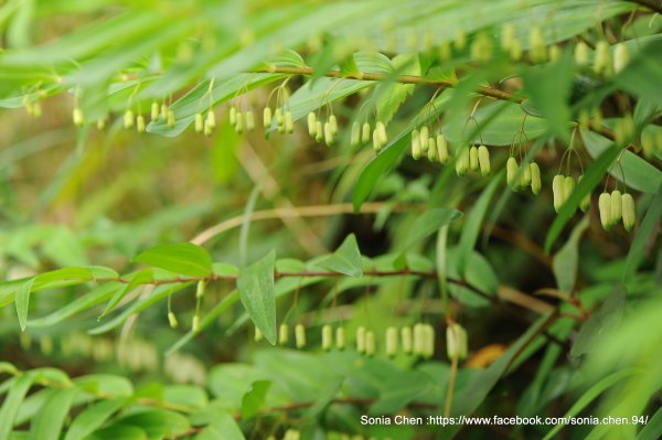 2026 D0411 ｜「萎蕤 : ㄨㄟˇ ㄖㄨㄟˊ」