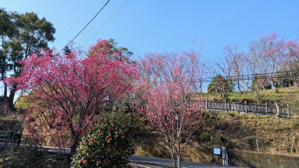 貓貍山.協雲宮,青青草原2701158