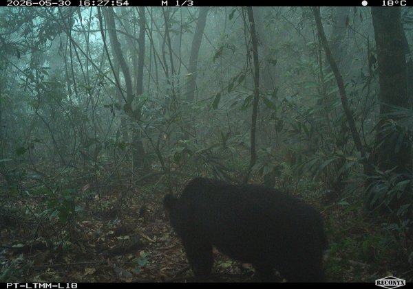 熱門登山路線尾寮山步道首度拍到台灣黑熊 林保署呼籲山友提高警覺