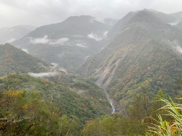 司馬庫斯巨木群步道1557578