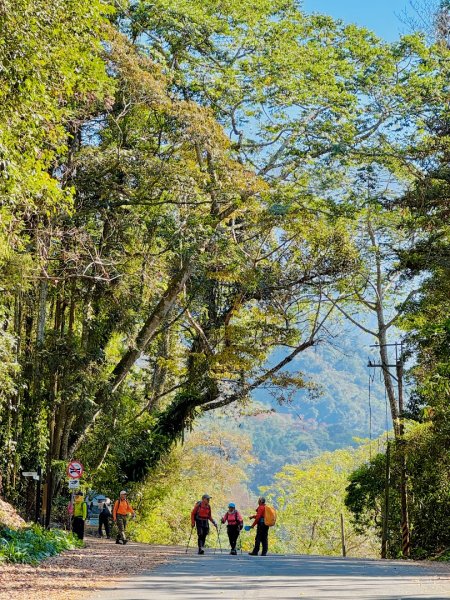 雪山坑登山步道尋巨人2978266