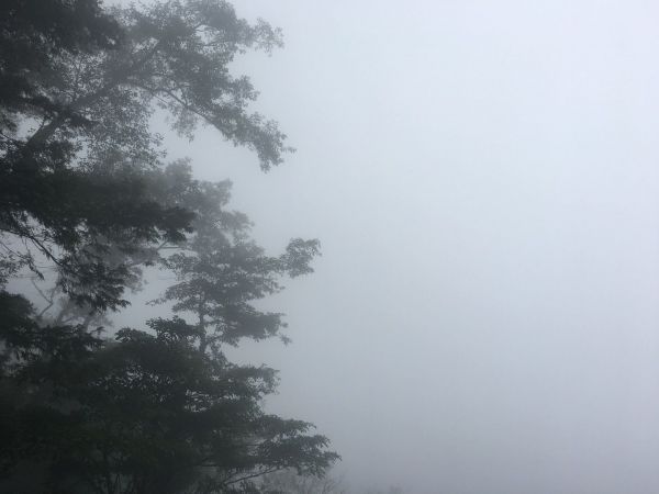 觀霧檜山巨木森林步道171708