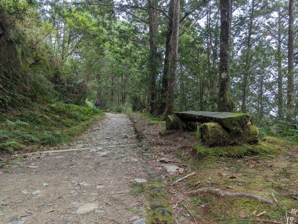 翠峰湖環湖。東口遇見黃喉貂2284318