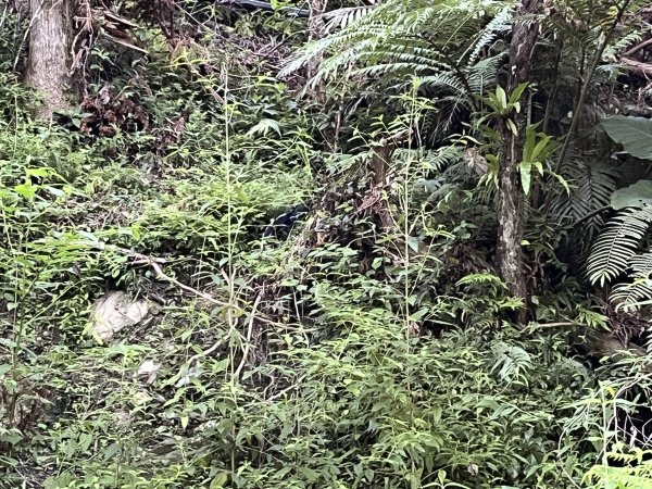 [玉山尋寶任務-03/12] 2025_0810 瓦拉米步道2857360
