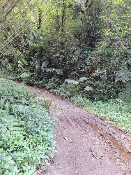 望龍埤三山O型202509272901717