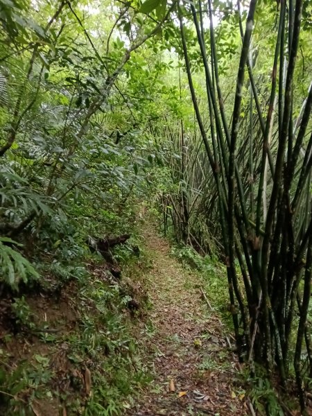 雙溪區平水+外柑腳山去回2784069