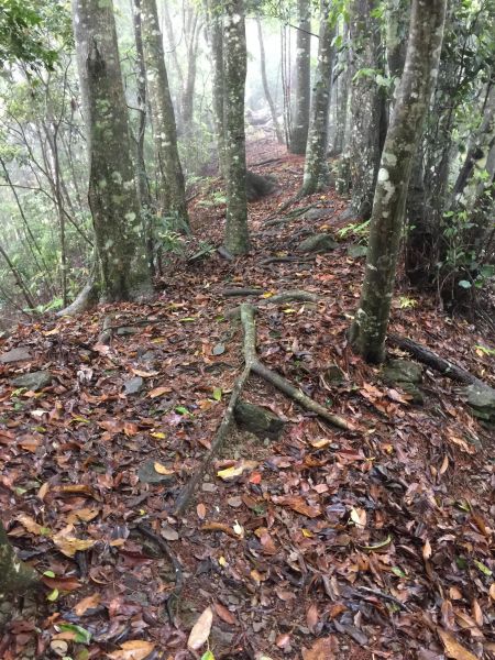 無緣東卯山~意外遇見佳保台山128091