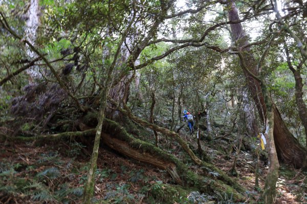 2019遺落的巨人森林聚落--唐穗山699990