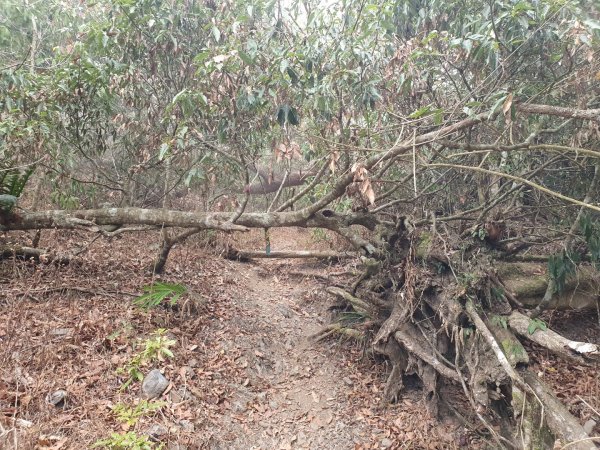 白雲山步道（小百岳）1334338