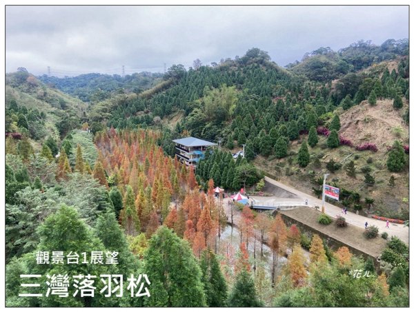 三灣落羽松秘境2676772