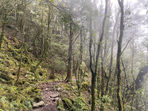 谷關七雄老大 八仙山2189724