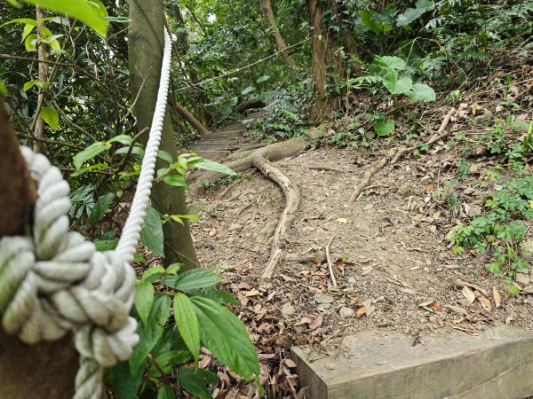 [微笑山線_第三段] 2026_0725 新北桃園登山步道_大湖之森步道3101673