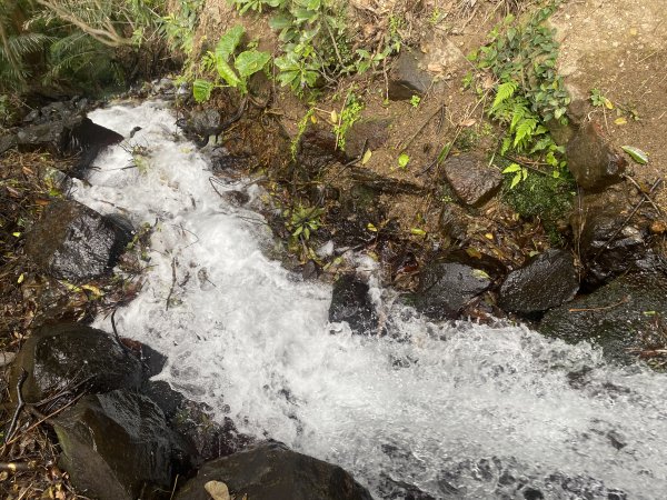 如墨暈染的春日邂逅｜中山樓墨染櫻 × 北投步道探花記2853877