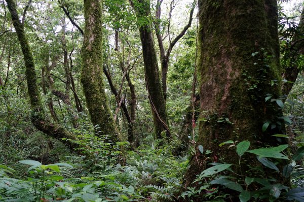 魯壁山、東穗山連走602844