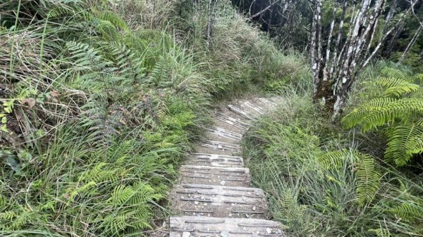 太平山翠峰湖環山步道2551633