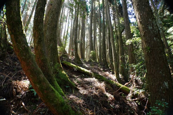 新竹 尖石 屯野生台山、石麻達山、錦屏山2904299