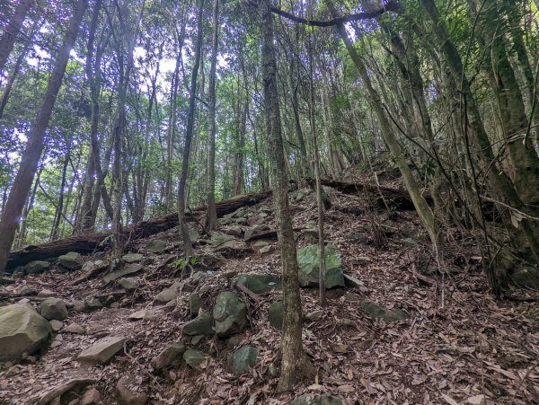 谷關七雄：屋我尾山（大雪山林道來回）1773189