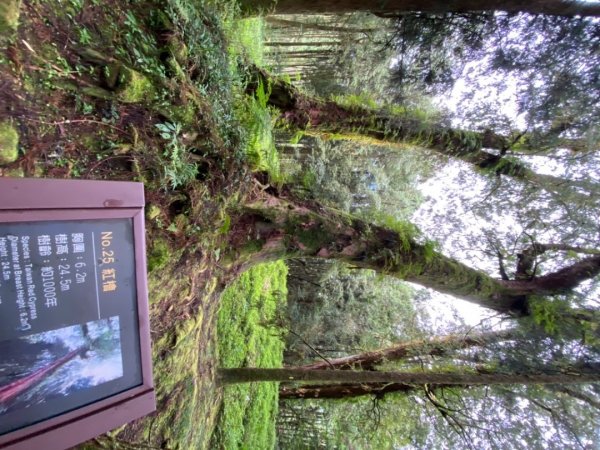 阿里山神木園區1497387