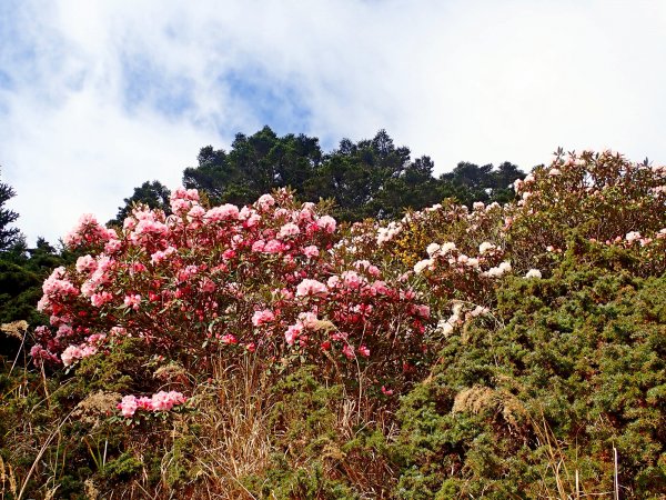 小奇萊賞杜鵑   2019/04/10563955