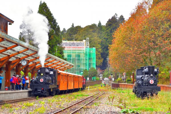 【活動】阿里山林鐵秒殺行程 《SL-31蒸汽火車.楓華絕代》主題列車