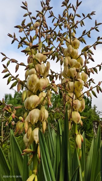 陽明山趴趴走 12/102958586