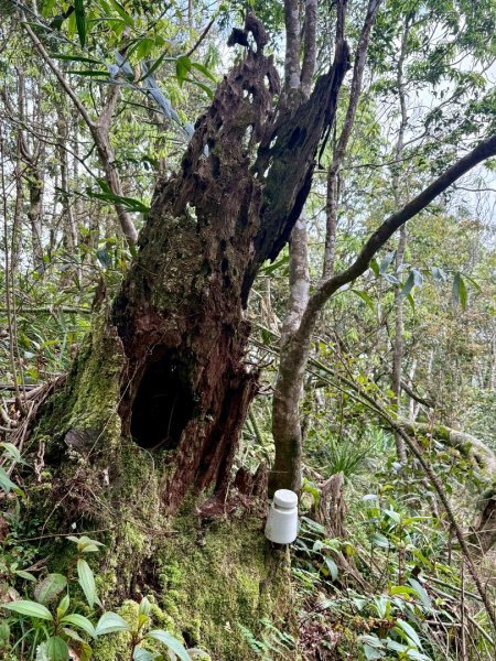 大同九分山/九份山3027615